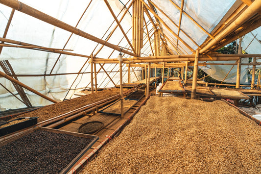 Café de Sombra en Veracruz: Cómo la Agricultura Sostenible Aumenta la Calidad