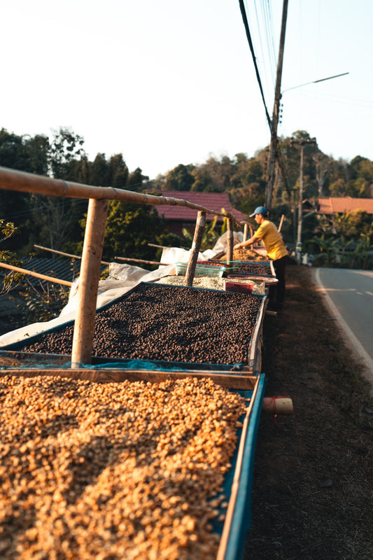 Orígenes y Diversidad: Explorando las Regiones Cafetaleras de México