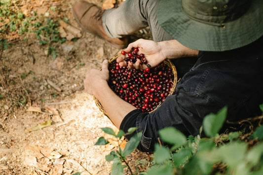 Café Orgánico en México: Sabor Natural y Sostenibilidad en Cada Taza