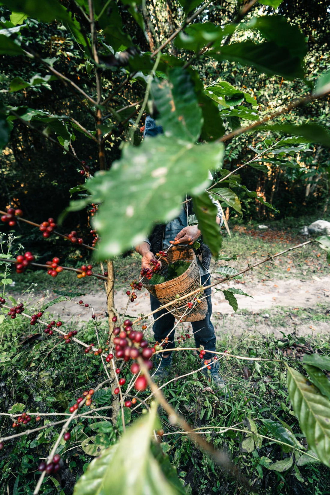 Explorando el Exquisito Mundo del Café de Veracruz: Aromas, Sabores y Tradición