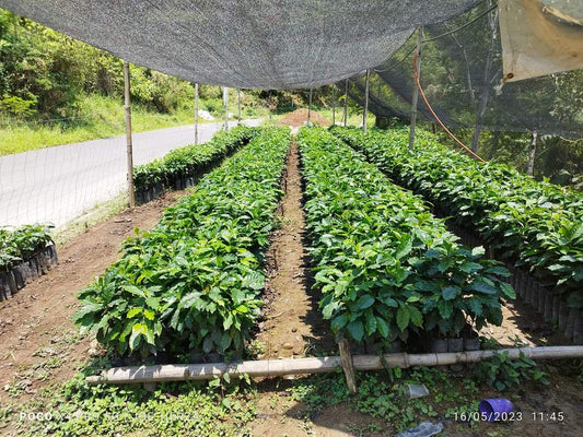 Cultivo y Cosecha del Café Orgánico en México: La Excelencia de Finca Santa Mónica