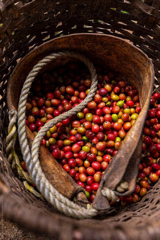 Café Sostenible: Prácticas Respetuosas con el Medio Ambiente en las Plantaciones Mexicanas