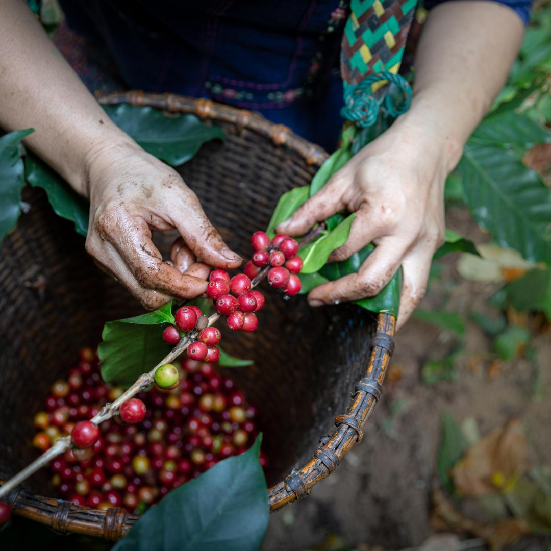 Café de Veracruz 500 gramos especialidad