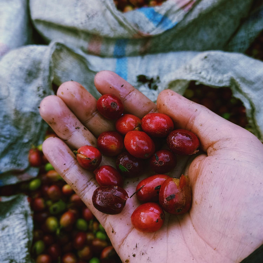Paquete de muestra café Veracruz 500 g