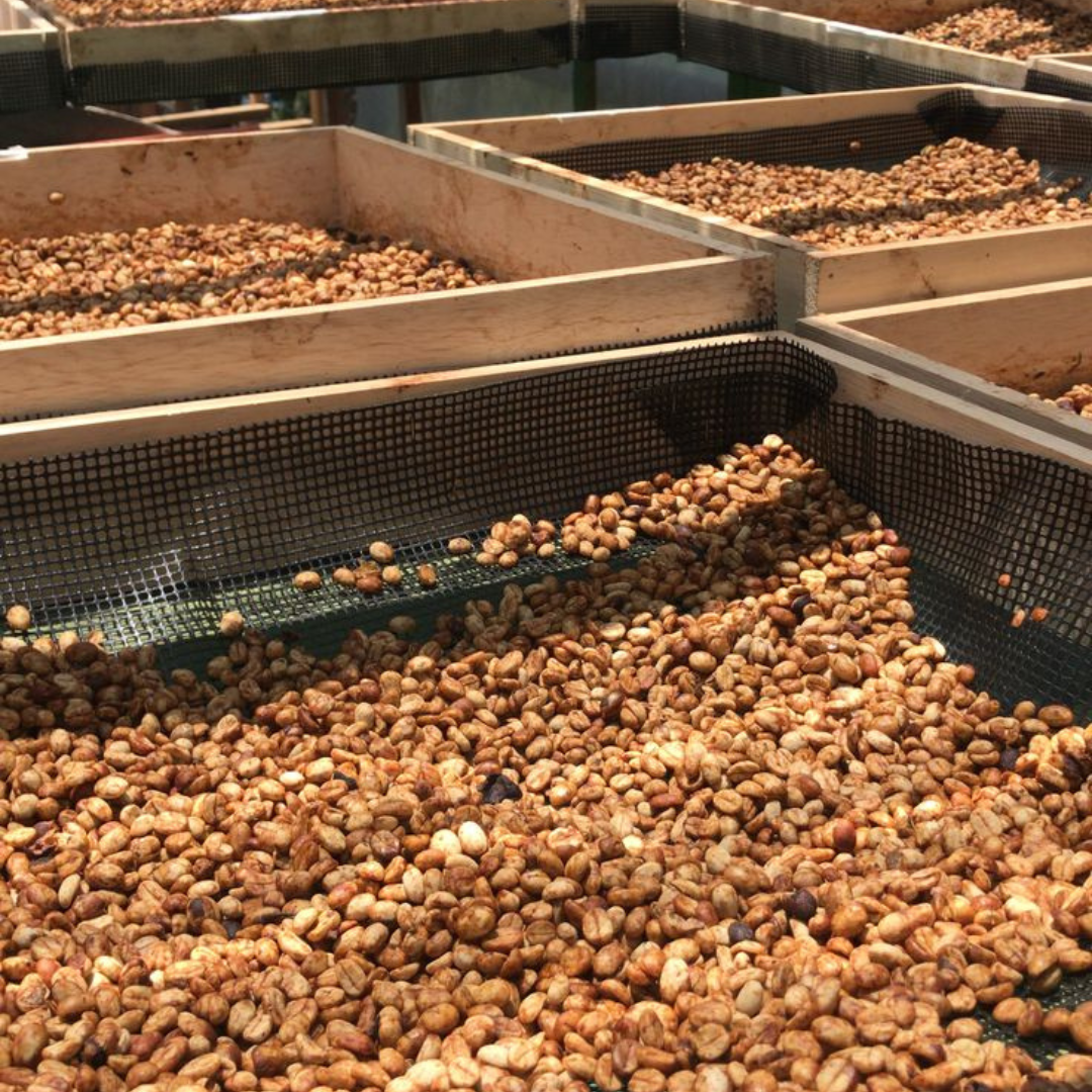 Café de Veracruz 1 kg especialidad grano