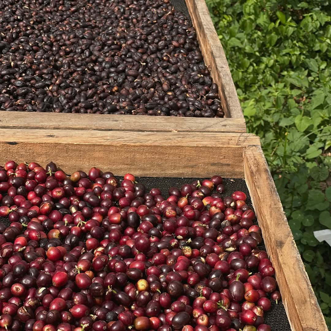 Café de Veracruz 500 gramos especialidad