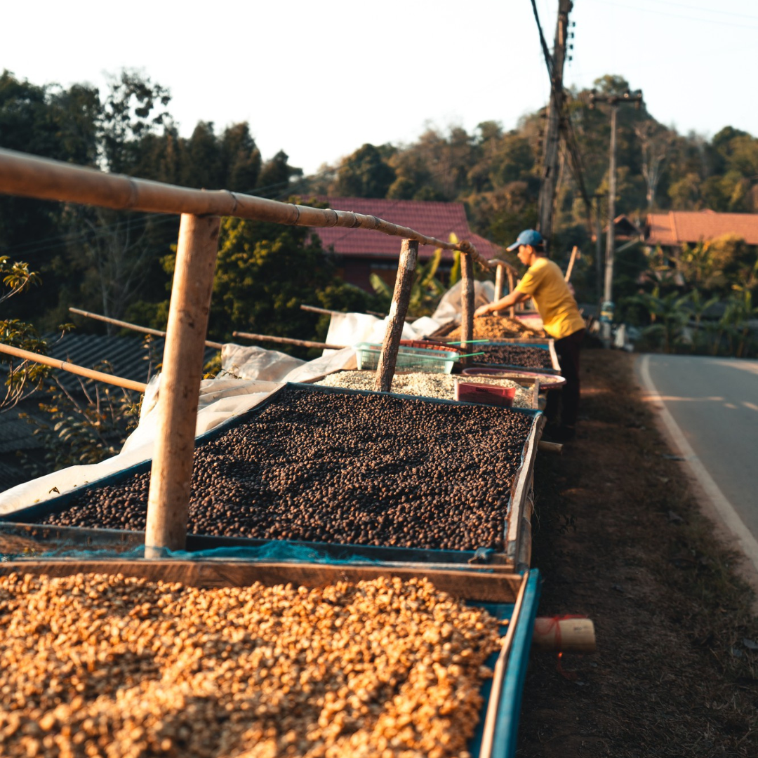 Paquete de muestra café Veracruz 250 g