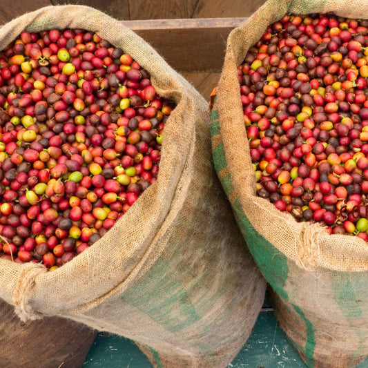 El Café Veracruzano: Un Tesoro Mexicano en Cada Taza