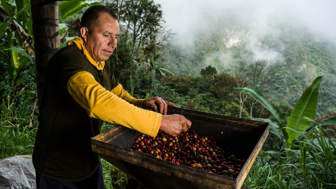 Café Coatepec: El Secreto Mejor Guardado de Veracruz