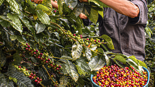 Café de Comercio Justo y Sostenibilid