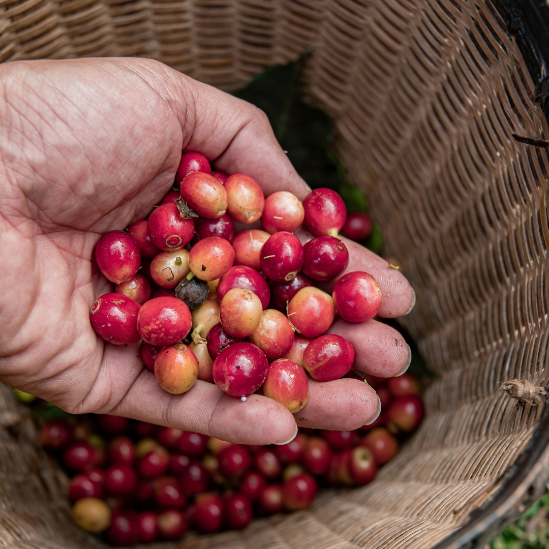 5 kg de Café de Especialidad de Veracruz