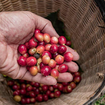 5 kg de Café de Especialidad de Veracruz